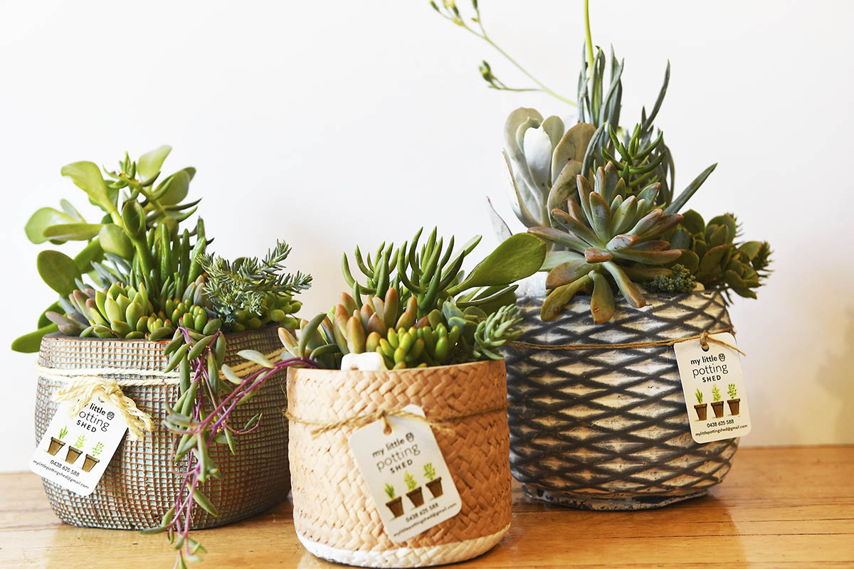 My Little Potting Shed - Succulent Pots